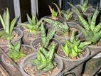 Indoor plants for decorating house or office