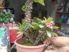 Indoor Plant's
