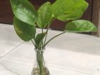 indoor Plants