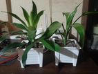 Indoor Plants