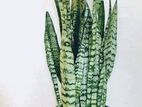 Indoor Snake plant For sell. Unlimited stock