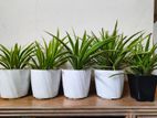 Indor Plant/spider Plant