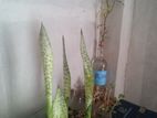Indore plant 🌵☘️
