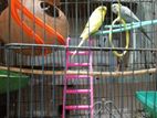 Lovebird for sell