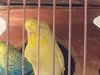 ইংলিশ বাজেরিগার