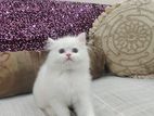 IRani Persian Baby cat 2month