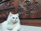 Irani Persian Female Cat