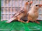 issable zebra finch