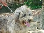 Italian dog