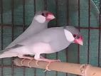 জাভা মহিলা পাখি