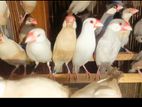 জাভা পাখি (Java bird for sell)