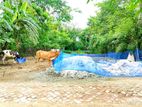 জাবুসা চৌরাস্তা থেকে ১০০ গজ ভিতরে জমি বিক্রি করা