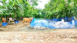 জাবুসা চৌরাস্তা থেকে ১০০ গজ ভিতরে জমি বিক্রি করা
