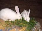 Rabbit for sell