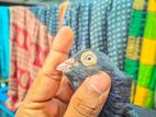 জাক কবুতর