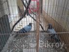 জালালি কবুতর