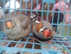 জাম্বু জেব্রা ফিঞ্চ নিউ এডাল্ট