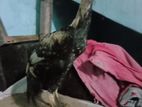 জাওয়া মুরগা