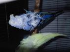 Budgerigar for sale