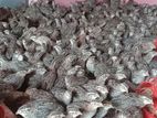 জাপানী কোয়েল পাখি (রানিং ডিম পারা)