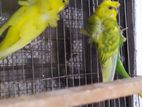 জাপানিজ বাজিগর