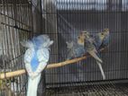 জাপানিজ বাজরিগার