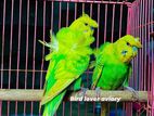 জাপানিজ বাজরিগার