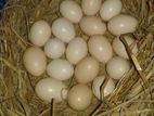 জাপানিজ বেনথাম মুরগির বীজ ডিম