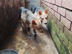 জার্মান শেফার্ড Dog