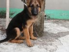 জার্মান শেফার্ড German shepherd puppy