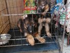 জার্মান শেফার্ড নতুন বাচ্চা (gsd Puppy)