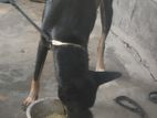জার্মানি শাপার্ড কুকুর