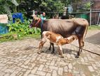 জার্সি গাভী