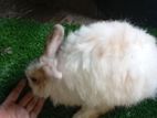 Rabbit for sell