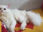 Persian cat.