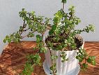 Jade plant(bonsai)