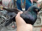 jakh pigeon pair for sell