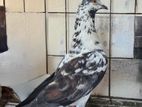 Jalali Kobutor Adult Male (Pigeon)