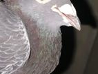 Jan Aarben racing pigeon