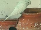 Japanese Albino Budgerigar