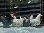 Japanese Bantam