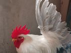 Japanese Bentham deshi cock