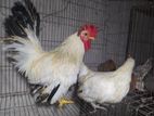 Japanese Bentham Running Pair,1piece English Game Male.