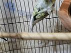 Japanese Budgerigar Breeding Pair