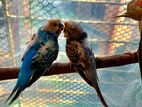 Japanese Budgerigar