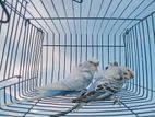 Japanese Budgerigar