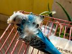 Japanese Budgerigar With Egg