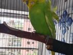 Japanese Budgie Male