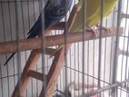 Japanese Budgies