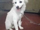 Japanese Spitz Dog